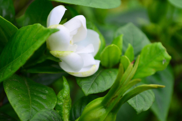 栀子花叶子发黄怎么办