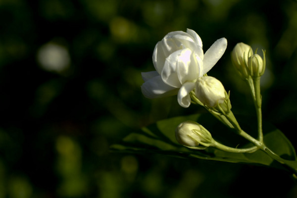 茉莉花怎么养