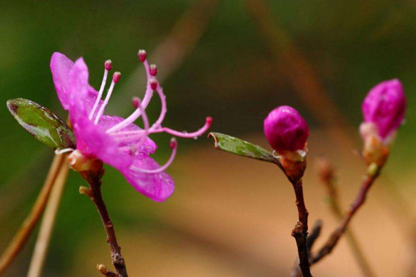 杜鹃花掉叶子怎么办