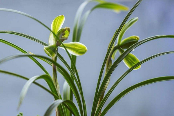 兰花的种植方法