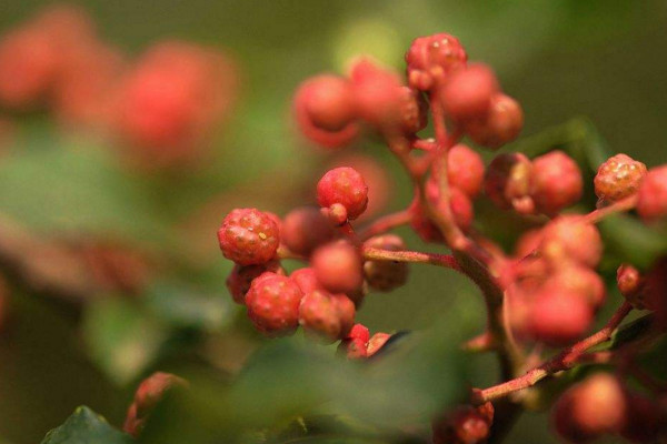 花椒树的种植