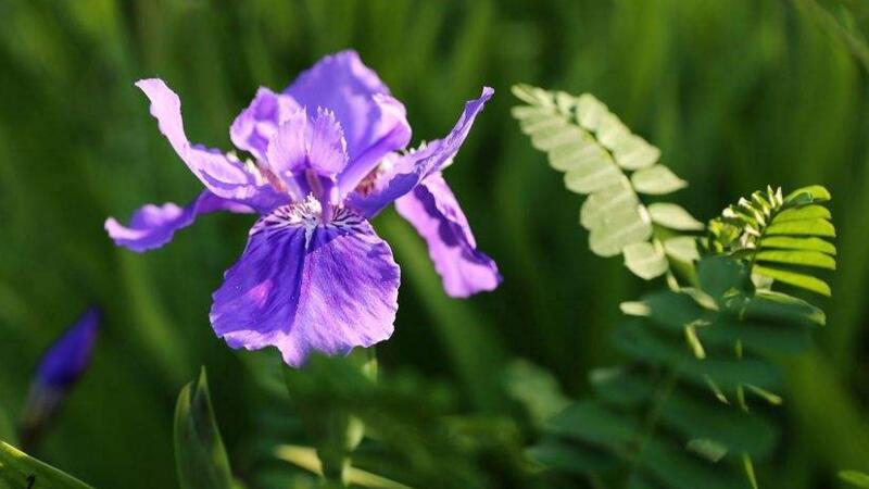 鸢尾花花语