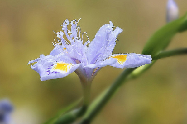 鸢尾花花语