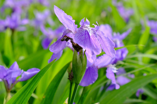 鸢尾花花语