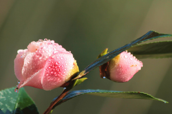 山茶花花语