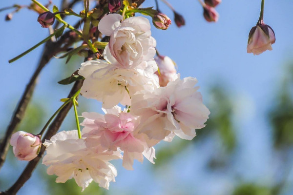 樱花花语