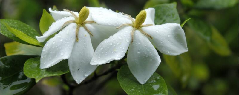 栀子花花语