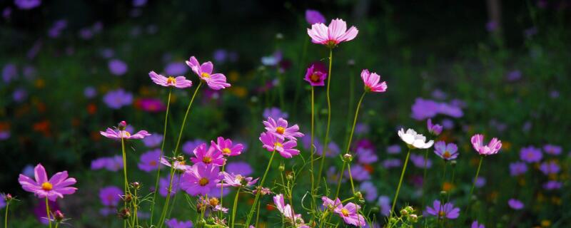 格桑花花语