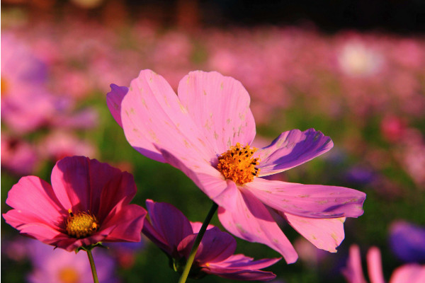 格桑花花语