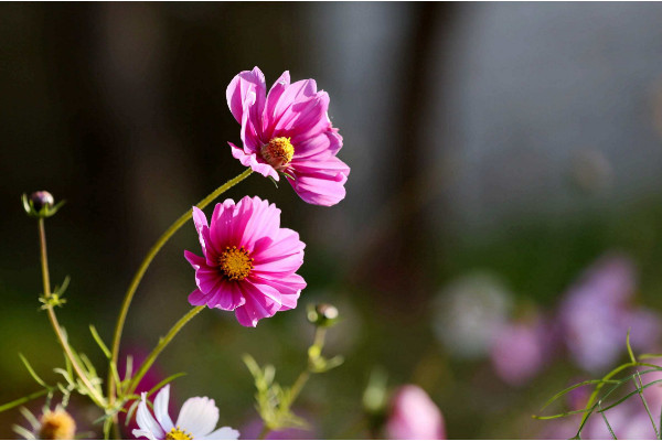 格桑花花语