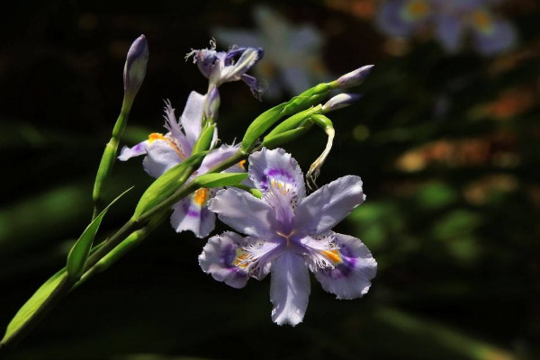 鸢尾花花语