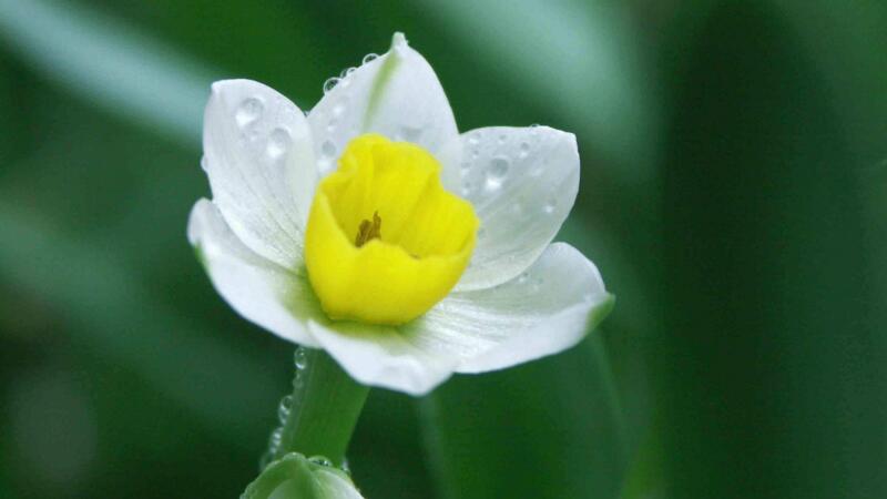 水仙花的花语