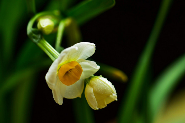 水仙花的花语