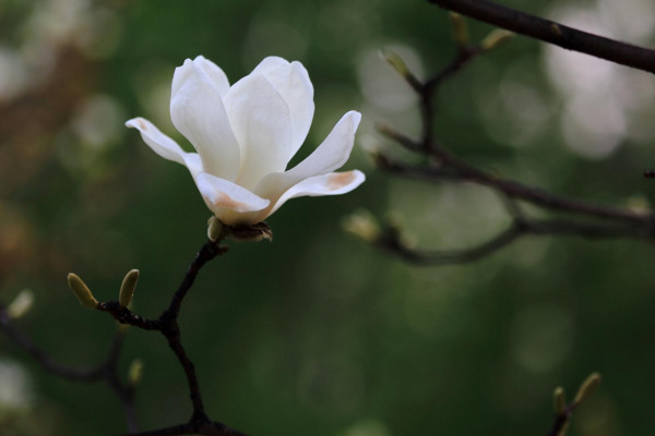 玉兰花花语