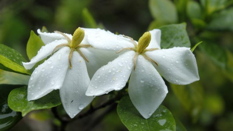 栀子花花语