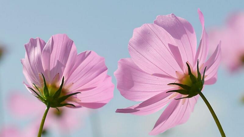 格桑花花语