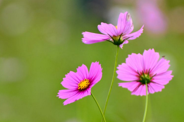 格桑花花语