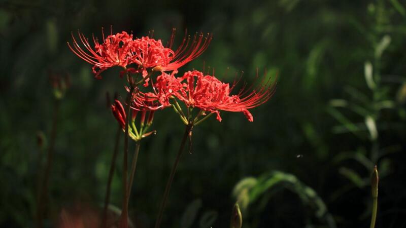 曼珠沙华的花语