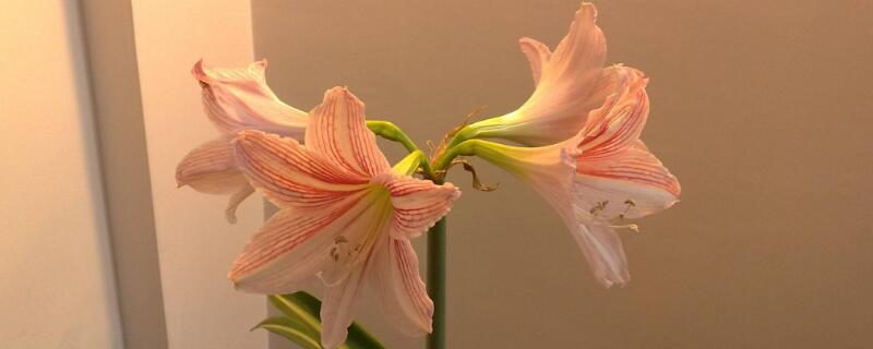 百合花种植方法