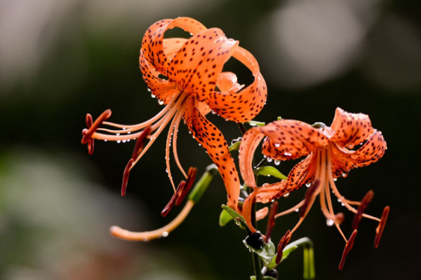 百合花种植方法