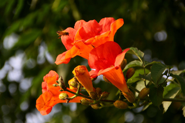 凌霄花花语