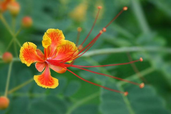 凤凰花花语