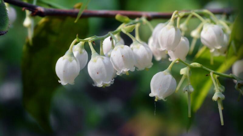 铃兰花语