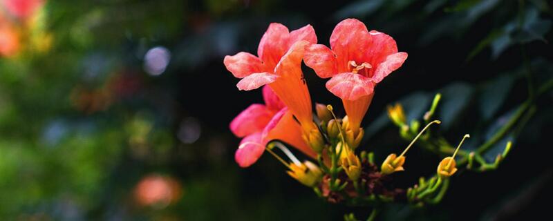 凌霄花花语