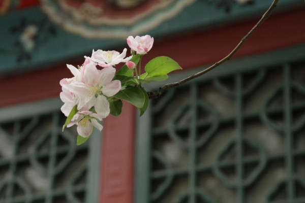 海棠花种植方法