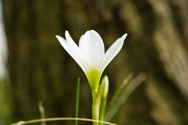 白百合花代表什么