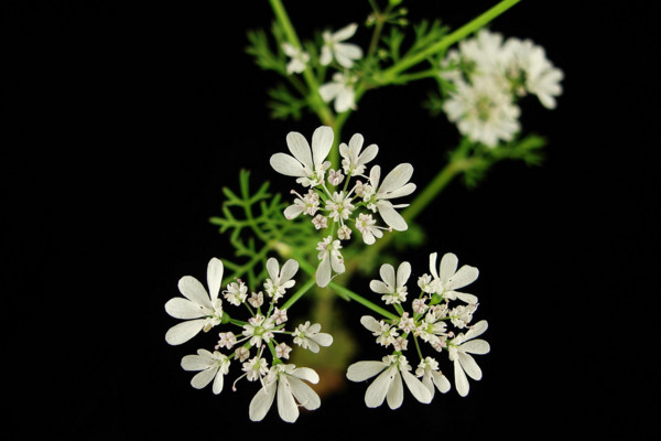 怎样种芫荽