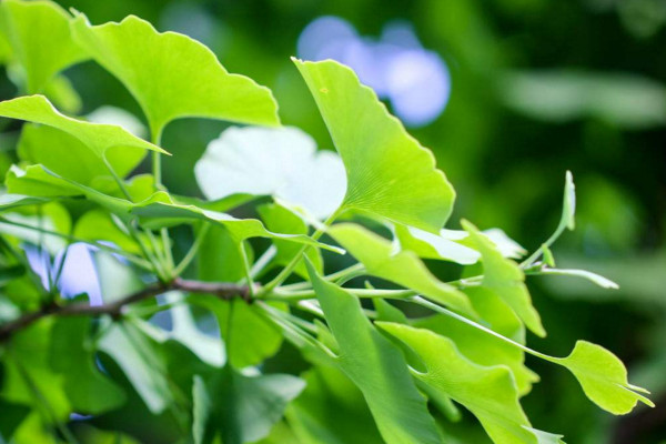 银杏树种植方法