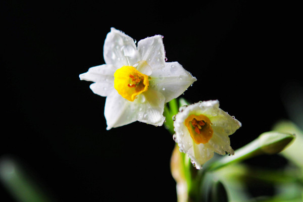 水仙花的花语