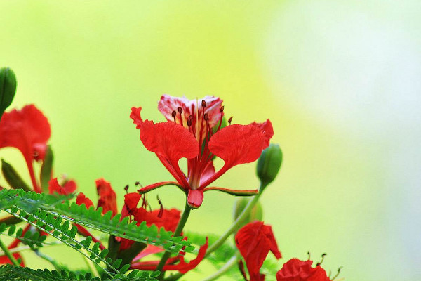 凤凰花花语