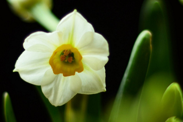 水仙花的养殖方法