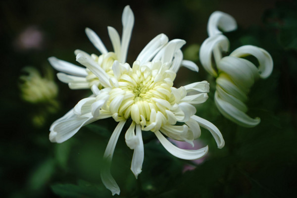 白菊花代表什么意思