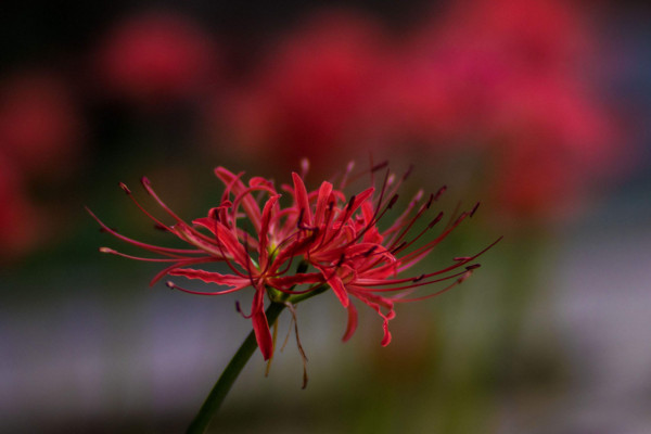 彼岸花的花语是什么