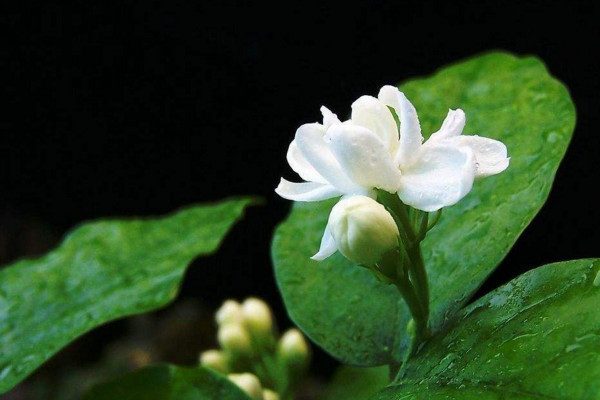 茉莉花花语