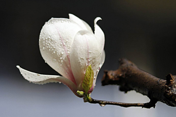 玉兰花花语