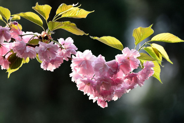 樱花花语