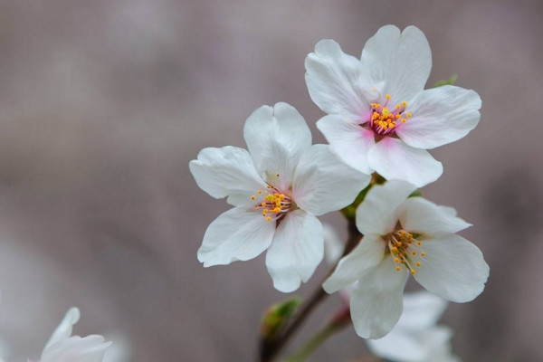 樱花花语