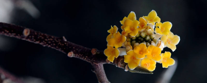 结香花什么时候开花