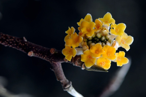 结香花什么时候开花