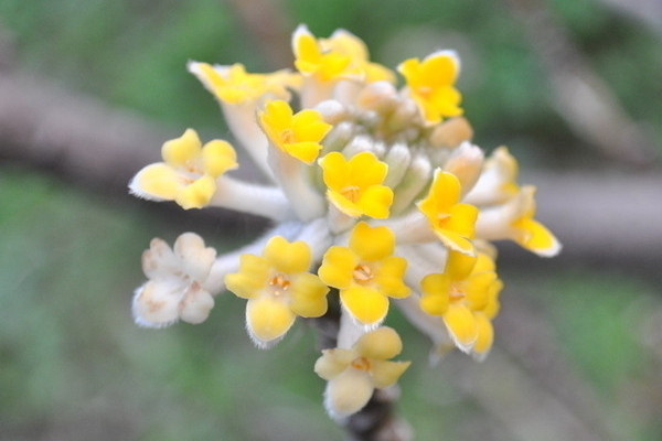 结香花什么时候开花