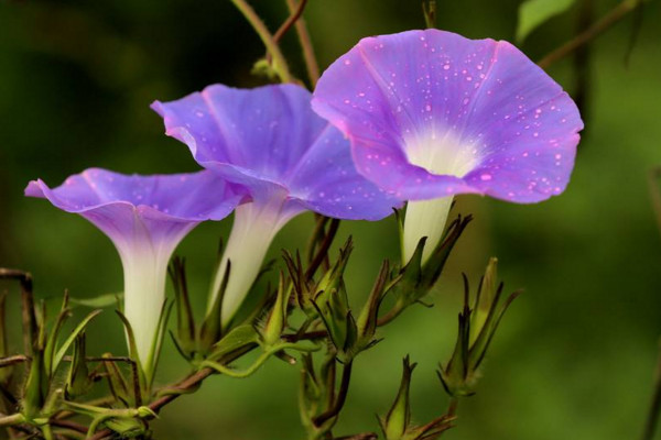 牵牛花的特点