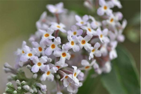 密蒙花怎么养