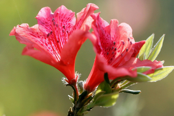 杜鹃花夏天怎么养