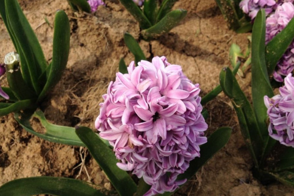 风信子开花后怎么处理