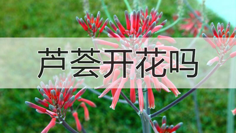 芦荟开花吗