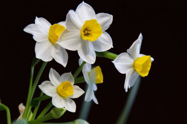 水仙花开花后怎么养